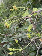 Senecio helminthioides