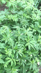 Anemonastrum canadense