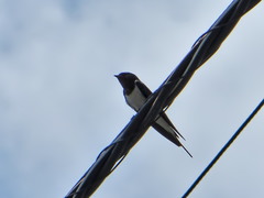 Hirundo rustica
