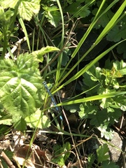 Enallagma cyathigerum