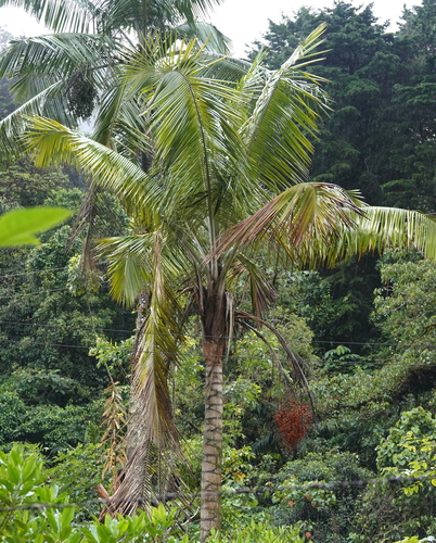 Wax palm (Ceroxylon alpinum)