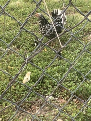 Gallus gallus domesticus