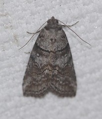 Calathusa hypotherma