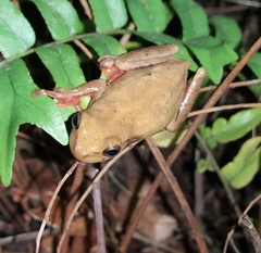 Dendropsophus columbianus