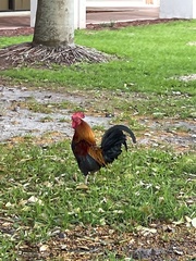 Gallus gallus domesticus