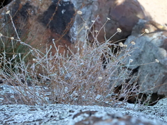 Leiocarpa leptolepis