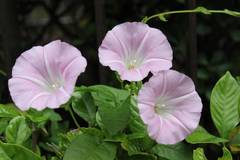 Calystegia pubescens