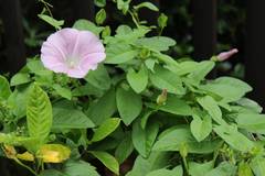 Calystegia pubescens