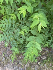 Diervilla