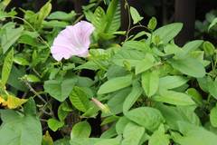 Calystegia pubescens