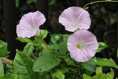 Calystegia pubescens
