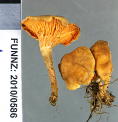 Hygrophoropsis coacta