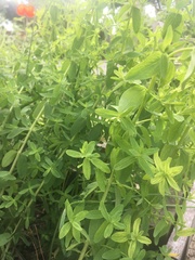 Hypericum perforatum