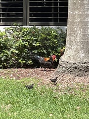 Gallus gallus domesticus