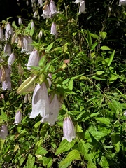 Campanula punctata punctata
