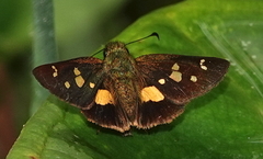 Dalla mesoxantha