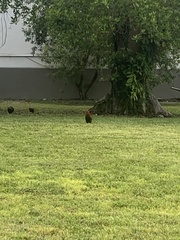 Gallus gallus domesticus