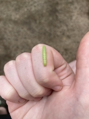 Lithophane antennata