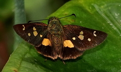 Dalla mesoxantha