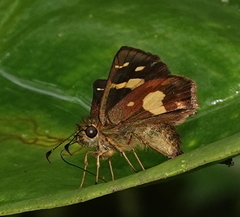 Dalla mesoxantha