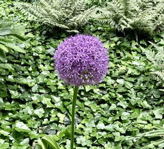 Allium giganteum