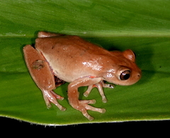 Dendropsophus columbianus