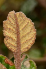 Pomaderris paniculosa paralia