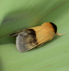 Exyra semicrocea