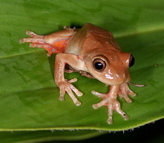 Dendropsophus columbianus