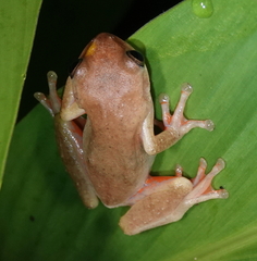 Dendropsophus columbianus