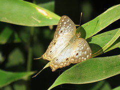 Anartia jatrophae image