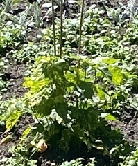 Heracleum sosnowskyi