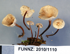 Marasmiellus omphaloides