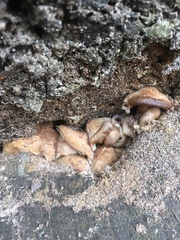 Mycena galericulata galericulata