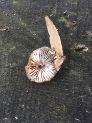 Mycena galericulata galericulata