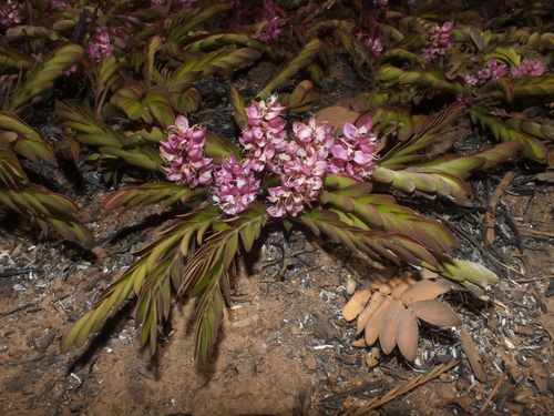 Cryptosepalum maraviense image