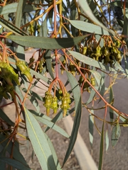 Eucalyptus torquata