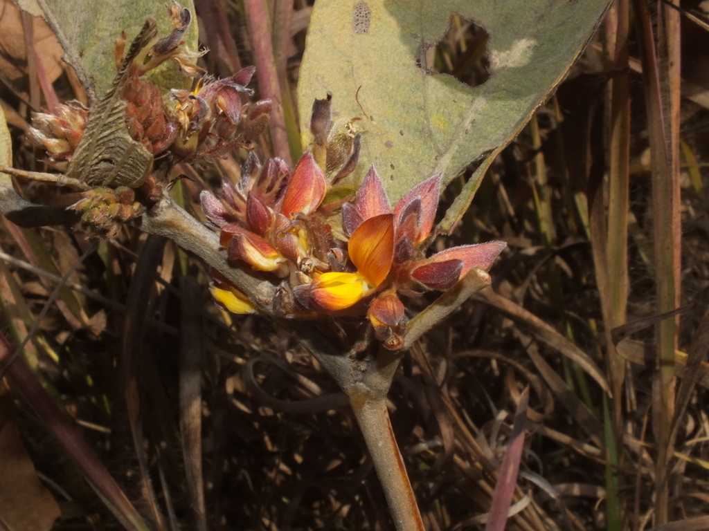 Eriosema englerianum