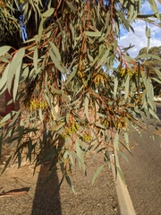 Eucalyptus torquata