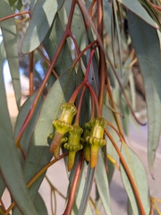 Eucalyptus torquata