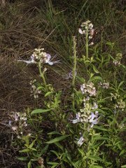 Ocimum centraliafricanum