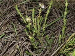 Ocimum ericoides
