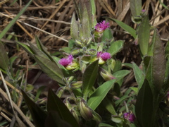Polygala myrtillopsis