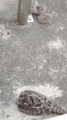 Caprimulgus affinis stictomus