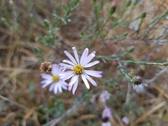 Symphyotrichum moranense