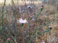 Symphyotrichum moranense