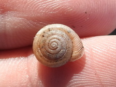 Daedalochila mooreana