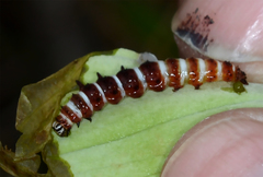 Exyra semicrocea