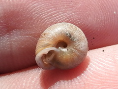 Daedalochila mooreana