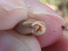 Daedalochila mooreana